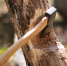 «Чёрного» лесоруба лишили трёх автомобилей за незаконную рубку деревьев - Ulpravda.Ru