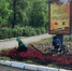 На улице Ипподромной высадили 5 тысяч цветов, на Пушкаревском кольце — 3,5 тысячи однолеток - Ульяновск сегодня
