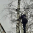 Ульяновские спасатели помогли снять с дерева кота - Ульяновск сегодня