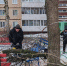 В Ульяновске продолжается плановая обрезка аварийных деревьев - Городская Дума