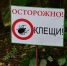 150 укусов за неделю: в Ульяновской области значительно активизировались клещи - Ulyanovsk.Express