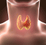 thyroid - Ульяновский ЦМП