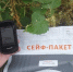 Вблизи Криуш и Екатериновки ввели карантин по повилике - Ulpravda.Ru