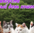 cats - Ульяновский ЦМП
