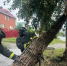В Ульяновске из-за шквалистого ветра рухнули 11 деревьев - Комсомольская правда
