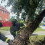 Шквалистый ветер повалил в Ульяновске 11 деревьев - Ulpravda.Ru