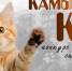 Ульяновцев приглашают к участию в творческом конкурсе «Камышовый кот» - Городская Дума