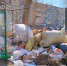 img - ЛДПР