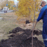 Порядка 100 новых деревьев появятся осенью в Железнодорожном районе Ульяновска - Ulpravda.Ru