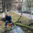 В центре Ульяновска от сильного ветра упало аварийное дерево - Ulyanovsk.Express