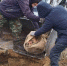 В Ульяновске в сквере Антонова высадили 345 деревьев за год - Комсомольская правда