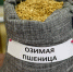 В Ульяновской области озимые чувствуют себя хорошо - Ulpravda.Ru