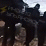 На бульваре Новосондецком задержали мужчину, подозреваемого в краже - Ulpravda.Ru