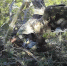 Птичье реалити-шоу-2026. Белогор нашел новую жену, а орланы демонстрируют вокал - Ulpravda.Ru