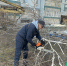 В Ульяновске ведётся обрезка и снос аварийно - опасных деревьев по наказам жителей - Городская Дума