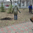 Хвойные деревья украсили территорию у ДК «Киндяковка» в Ульяновске - Комсомольская правда