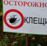 Клещи активизировались: 37 укусов отмечено за неделю в Ульяновской области - Ulyanovsk.Express